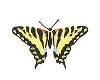 Tiger Swallow Tail Butterfly Wall Stencil