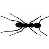 Insect Wall Stencils Ant