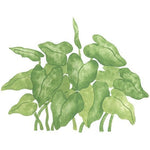 Rainforest Philodendron 2 Stencil